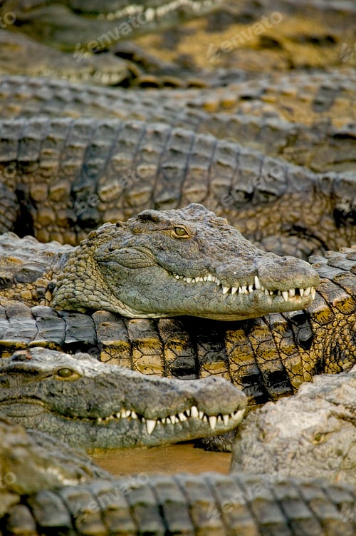 Preview: Group of crocodiles in wildlife park, Djerba, Tunisia