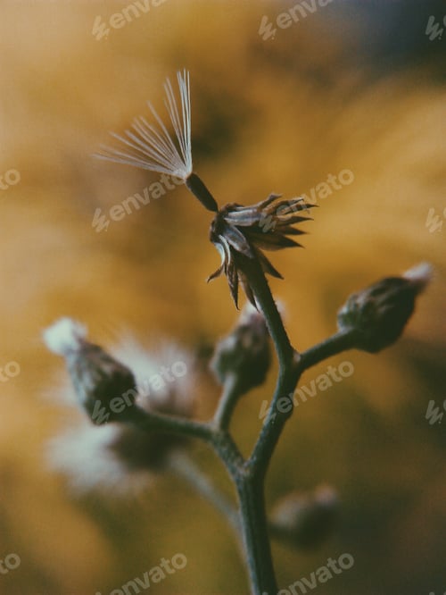 Preview: Wildflower