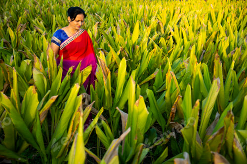 Preview: Woman observing in green turmeric agriculture field.