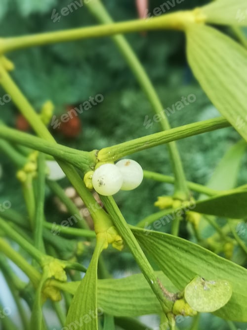 Preview: Mistletoe