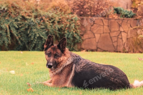 Preview: Beautiful clever German Shepherd dog lying on the grass in autumn garden looking at camera