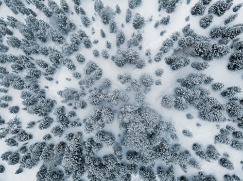 Preview: Winter wood perspective