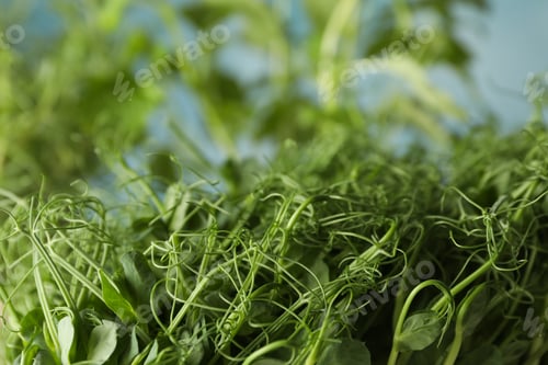 Preview: Green peas sprouts, close up and space for text