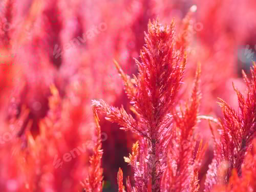 Preview: Field of Red Celosia Flowers in Bloom