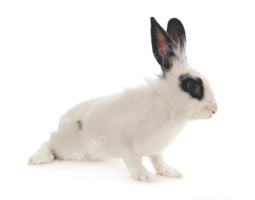 Preview: English Spot rabbit