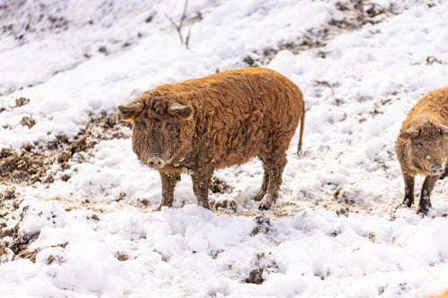 Preview: Hungarian mangalitsa pig