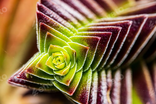 Preview: Closeup shot of the green and red succulent plant growing in the garden on a blurred background