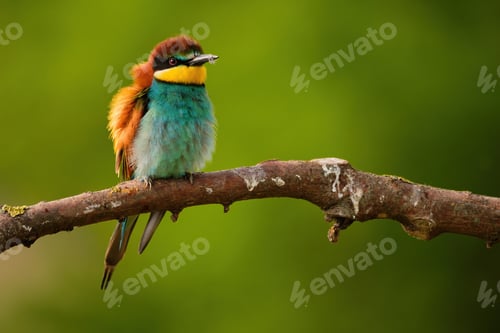 Preview: European Bee-Eater - Merops Apiaster on a branch , exotic colorful migratory bird