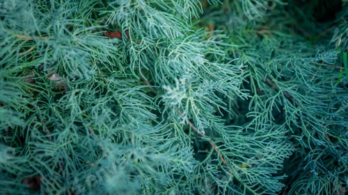 Preview: Blue juniper creeping shrub background. Branch close up of horizontalis bush.