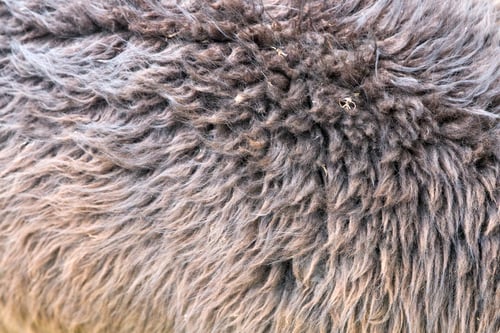 Preview: Alpaca wool closeup