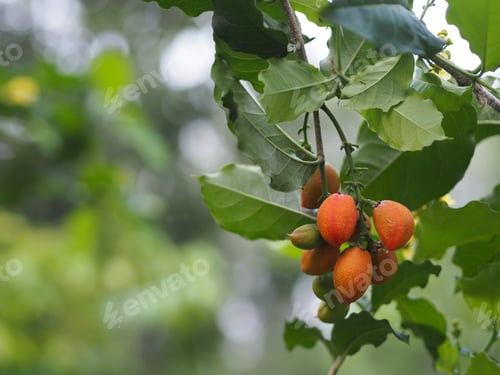 Preview: Orange color ripe Peanut Butter Fruit tree blooming in garden on nature background, food