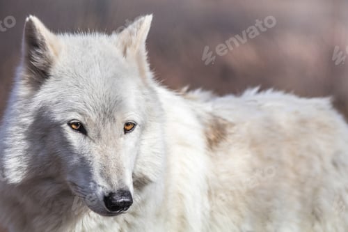 Preview: wolf, eye, head, face, wilderness