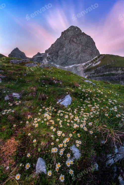 Preview: Mountain flowers