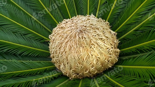 Preview: Female cone and foliage of cycas revoluta cycadaceae sago palm