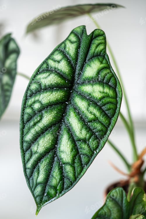 Preview: Closeup of wet leaf of Alocasia Baginda Dragon Scale with water drops in ceramic pot at home