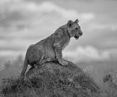 Preview: Grayscale of a majestic lion perched atop a rocky outcropping in a grassy field.