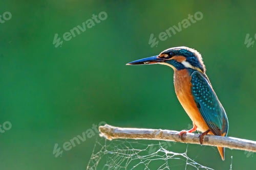Preview: Kingfisher or Alcedo atthis perches on branch