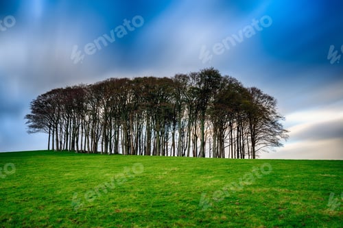 Preview: Trees on a Hilltop
