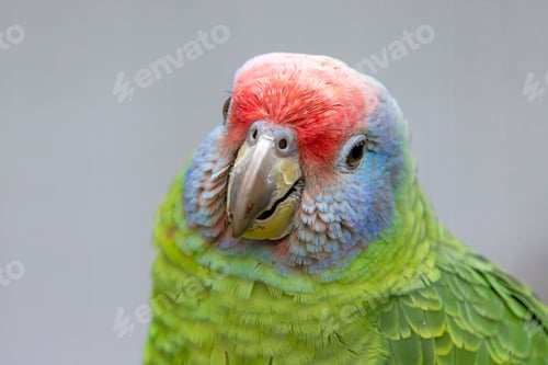 Preview: close up portrait of a red-tailed amazon (Amazona brasiliensis) at habitat