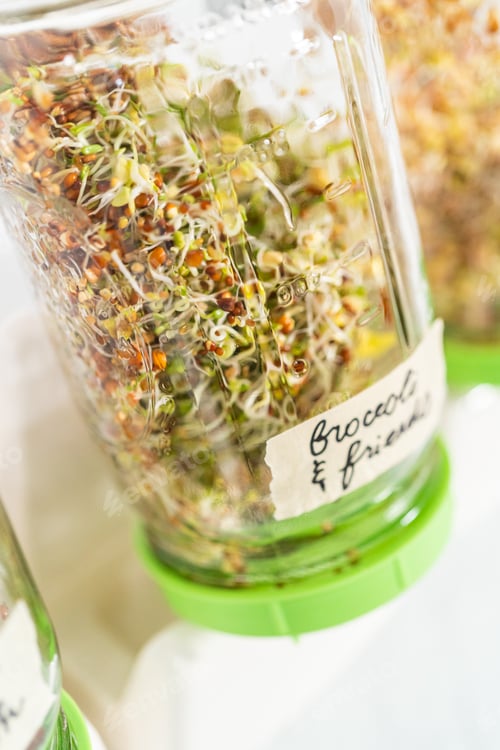 Preview: Growing sprouts in a jar