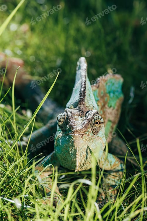 Preview: beautiful bright green chameleon sitting in green grass and looking at camera