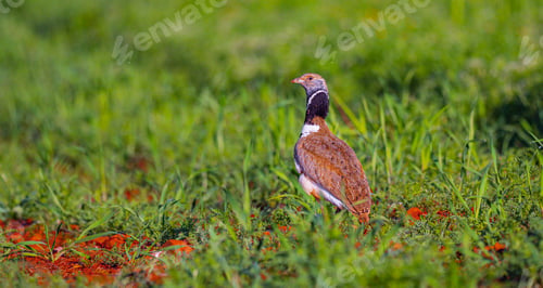 Preview: Little Bustard, Spain