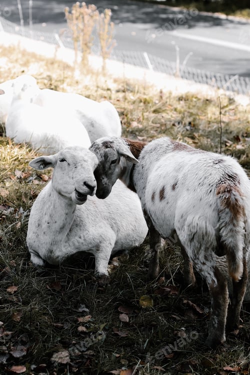 Preview: Sheep in a field - Vermont