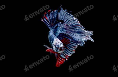 Preview: Colorful with main color of blue red and white betta fish, Siamese fighting fish