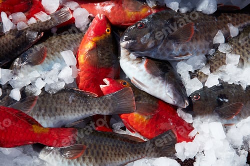 Preview: Fresh fish cooling on heap of ice