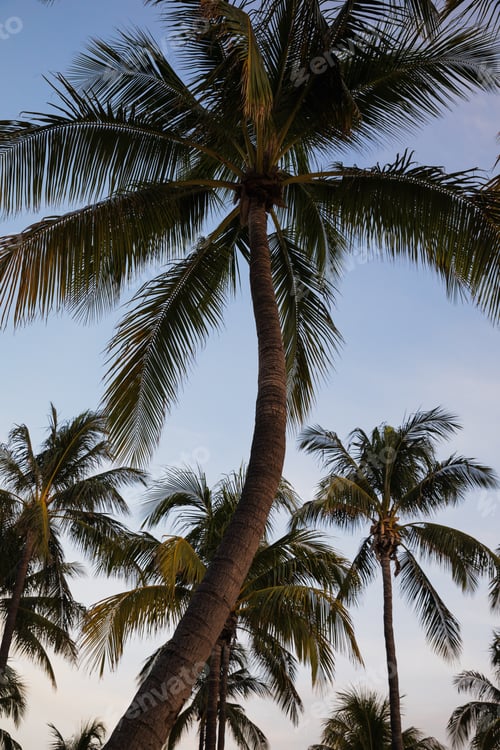 Preview: Closeup of Palm tree at Miami beach in Florida, tropical vibes and summer vacation concept