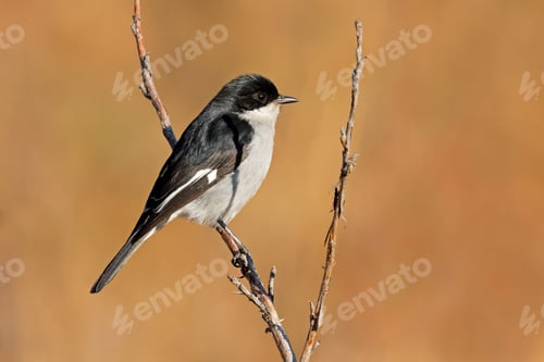 Preview: Fiscal flycatcher perched on a branch