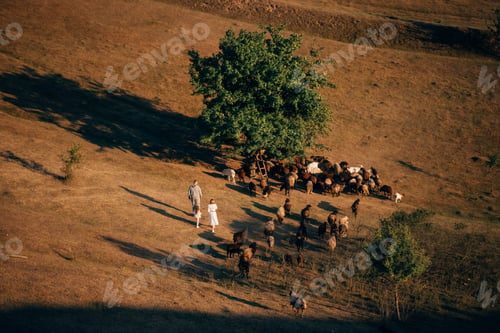 Preview: A family with a flock of sheep on a meadow