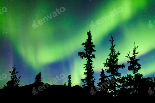 Preview: Yukon taiga spruce Northern Lights Aurora borealis