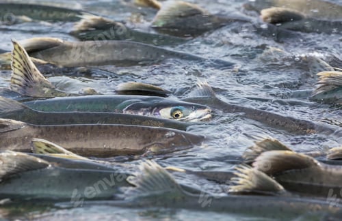 Preview: Salmon spawning