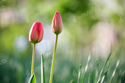 Preview: Bright red tulip flowers blooming on outdoor flowerbed on sunny spring day