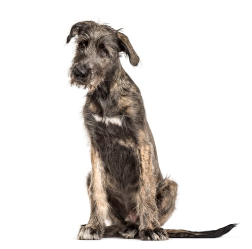 Preview: Irish Wolfhound dog, sitting, , isolated on white