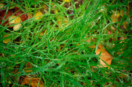 Preview: multicolored autumn leaves. great background for design