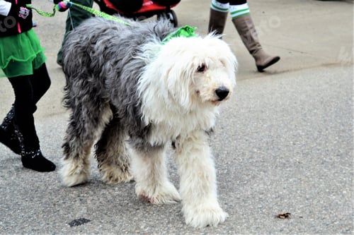 Preview: Large white fluffy dog in the Saint Patrick’s day parade