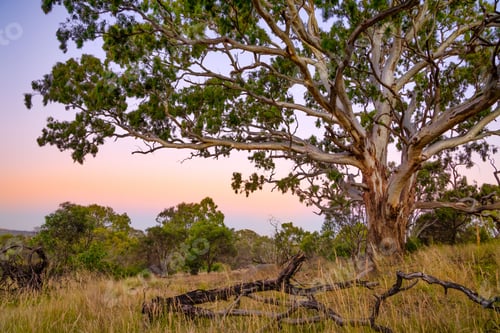 Preview: Australian gum tree in bushland at dusk