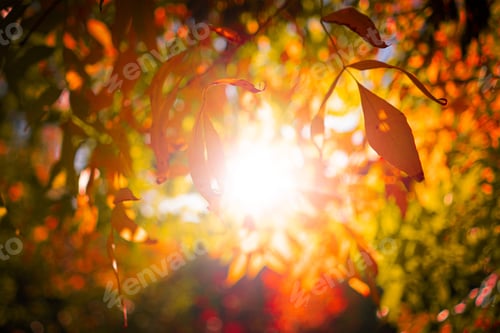 Preview: a gorgeous sunbeam through the autumn tree leaves branches in the forest