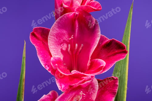 Preview: Blooming pink Gladiolus Invitatie on a purple background