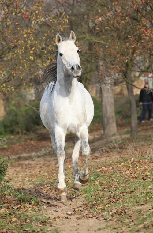 Preview: arabian, horse, mare, stallion, riding