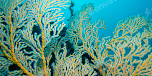 Preview: Sea Fan, Lembeh, Indonesia