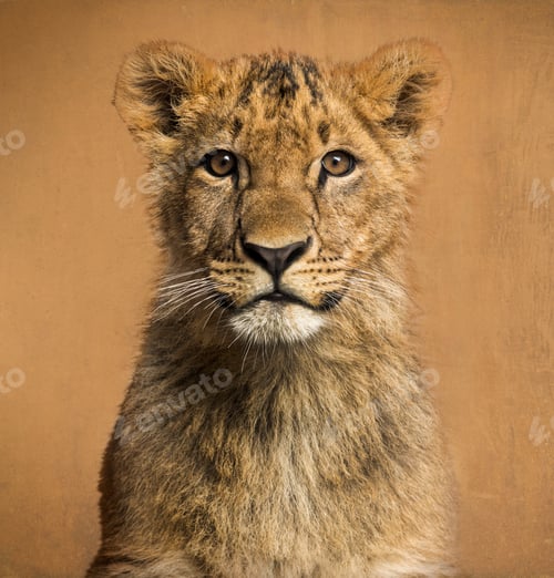 Preview: Close-up of a Lion cub in front of a vintage background