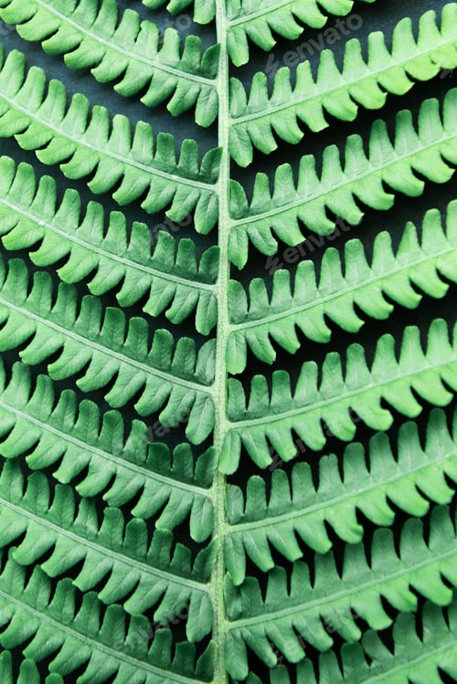 Preview: Tropical abstract background. Beautiful fern leaf close up. Top view