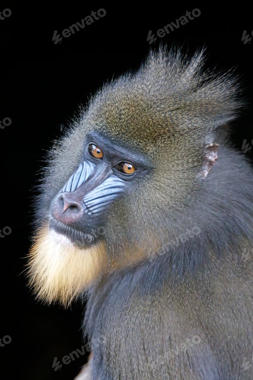 Preview: portrait of the mandrill (Mandrillus sphinx)