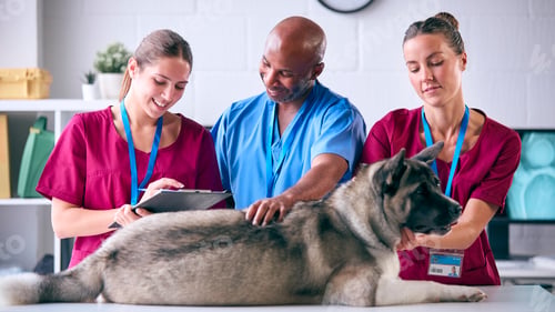 Preview: Male And Female Veterinary Team Examining Pet Akita Dog In Surgery