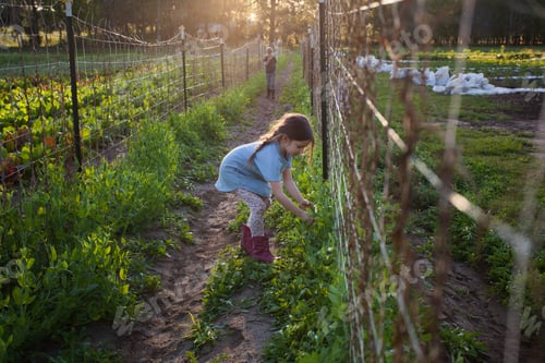 Preview: Young girl on farm, picking sugar snap peas