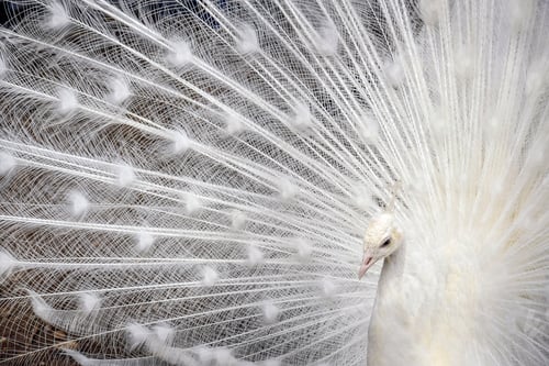 Preview: Portrait of white peacock with open tail. Peacock head close-up, framed by feathers