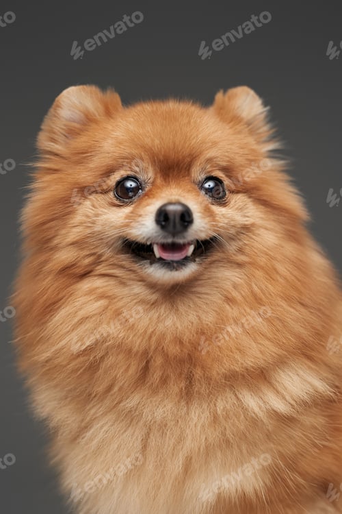 Preview: Pomerian breed fluffy tiny doggy against gray background